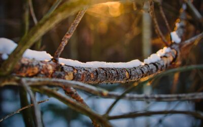 Winter: the cold crucible